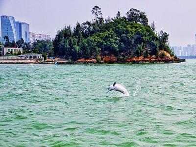 人海和諧 共生共榮——城市海洋生態(tài)保護(hù)修復(fù)的廈門實(shí)踐